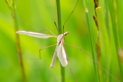 cranefly_230509a.jpg