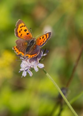 Small Copper