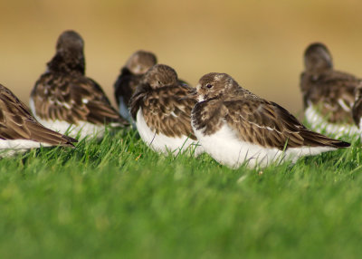 Turnstone