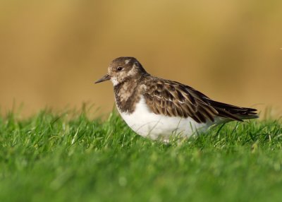 Turnstone