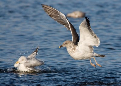 Herring Gulls