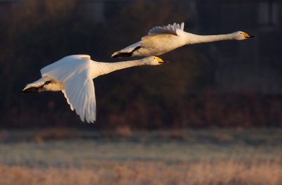 Whooper Swans