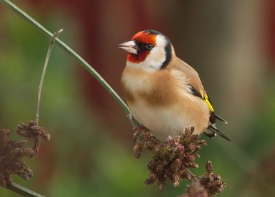 Goldfinch