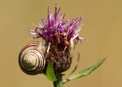 Brown-lipped Banded Snail