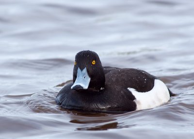 Tufted Duck