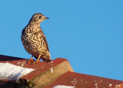 Mistle Thrush