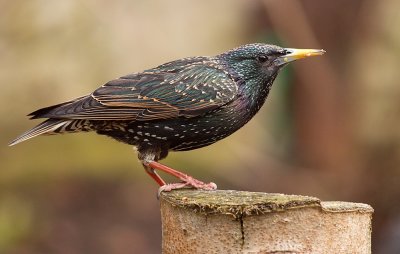 Starling