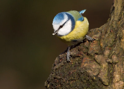 Blue Tit