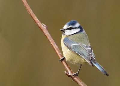 Blue Tit