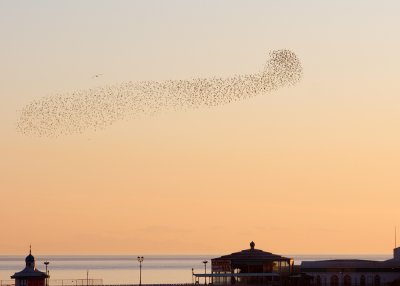 Roosting Starlings