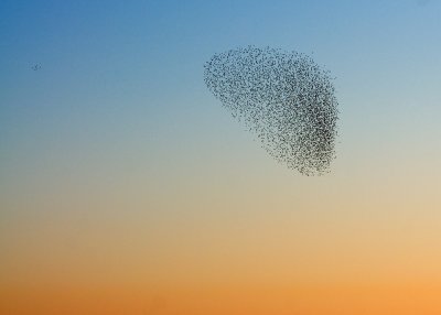 Roosting Starlings