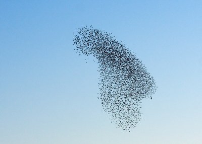 Roosting Starlings