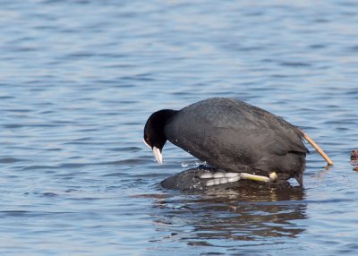 Coot - a mating pair