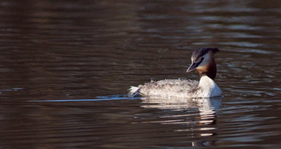 Great Crested Grebe