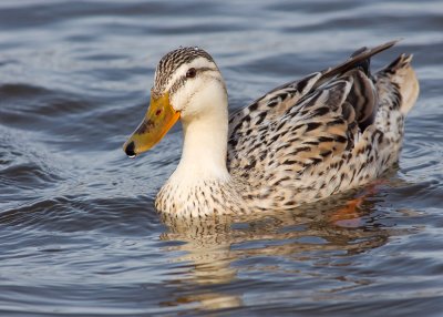 Blondie the Mallard