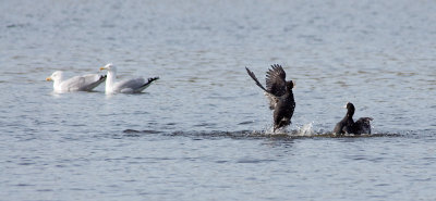 Kung Fu fighting Coots