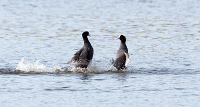 Kung Fu fighting Coots