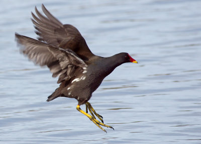 Moorhen with landing gear down