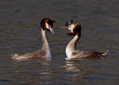 Great Crested Grebe