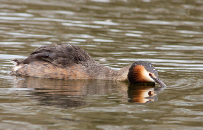 Great Crested Grebe