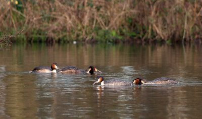 Great Crested Grebe