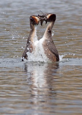 Great Crested Grebe