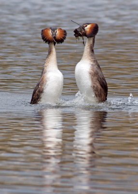 Great Crested Grebe