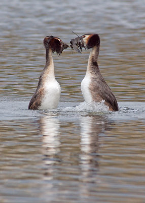 Great Crested Grebe