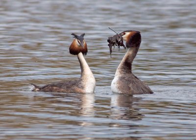 Great Crested Grebe