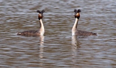 Great Crested Grebe