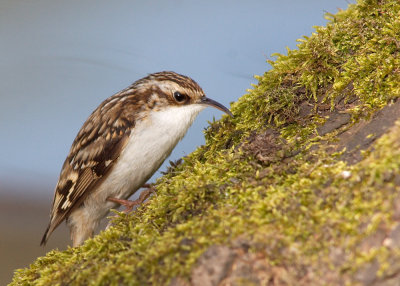 treecreeper_100410h.jpg