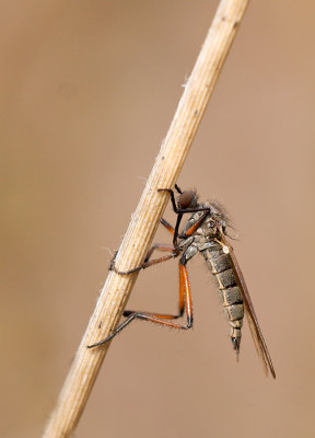 Brown Heath Robberfly