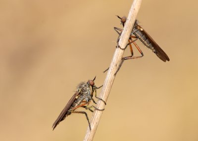 Brown Heath Robberfly