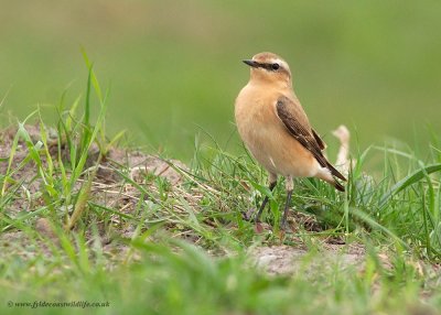 Wheatear