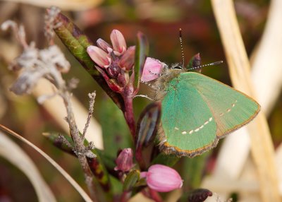 Green Hairstreak