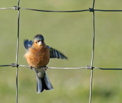 Chaffinch