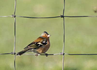 Chaffinch