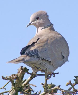 Collared Dove