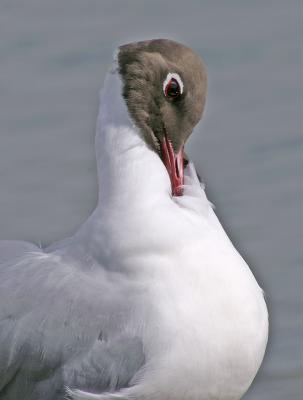 Black-headed Gull