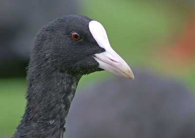 Coot