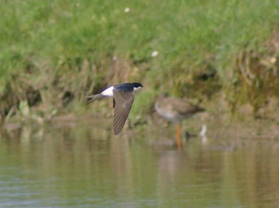 House Martin