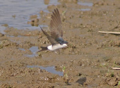 House Martin