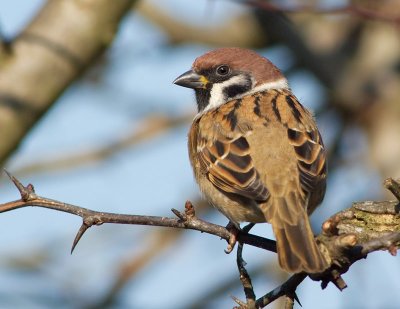 Tree & House Sparrows