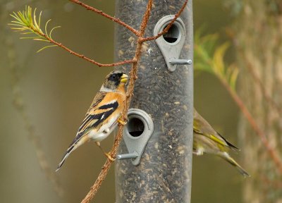 Brambling