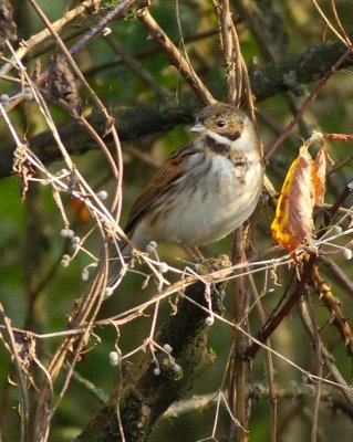 Reed Bunting