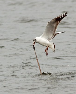 Black-headed Gull