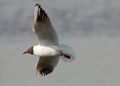 Black-headed Gull