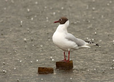 Black-headed Gull