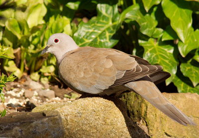 Collared Dove