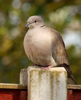 Collared Dove